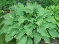 Funkia-Hosta ABBA DABBA