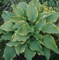 Funkia-Hosta ABBA DABBA