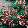 Wiciokrzew Pomorski SEROTINA