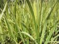 Glyceria maxima - MANNA MIELEC