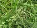 Glyceria maxima - MANNA MIELEC