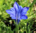 Goryczka Siedmiodzielna DEEP BLUE