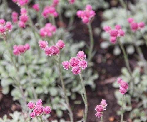 Ukvap BRIGHT ROSE