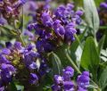 Głowienka WIELKOKWIATOWA Bella Violet Shade