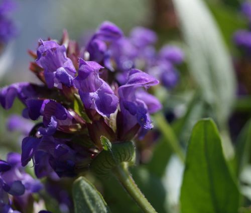 Hlavačka veľkokvetá  Bella Violet Shade