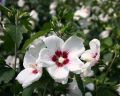Hibiskus RED HEART - Ketmia syryjska