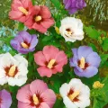 HIBISKUS TRICOLOR