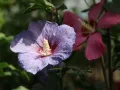 HIBISKUS TRICOLOR