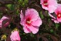Hibiskus WOODBRIDGE szczepiony