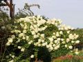 Hortensja Bukietowa GRANDIFLORA