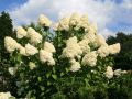 Hortensja Bukietowa GRANDIFLORA