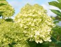 Hortensja bukietowa LIMELIGHT