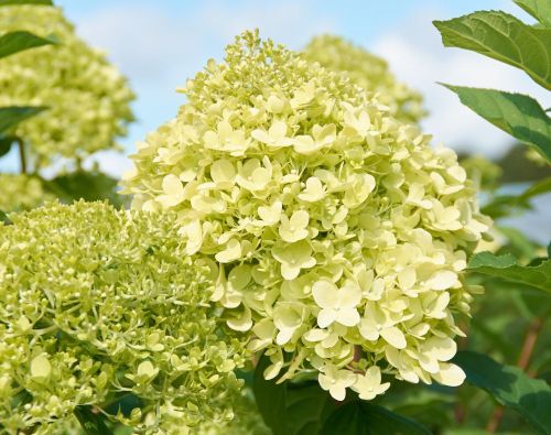 Hortenzia paniculata LIMELIGHT