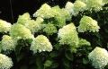 Hortensja bukietowa LIMELIGHT