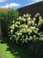 Hortensja bukietowa LIMELIGHT