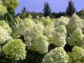 Hortensja bukietowa LIMELIGHT