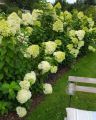 Hortensja bukietowa LIMELIGHT