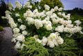 Hortensja Bukietowa PHANTOM