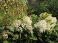 Hortensja Bukietowa PHANTOM