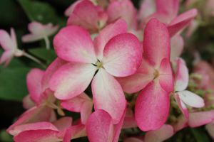 Hortenzia metlinatá PINKY WINKY