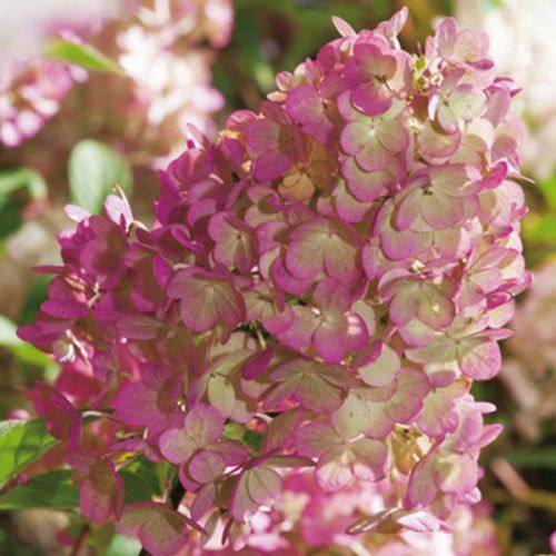 Hortenzia metlinatá SUNDAE FRAISE