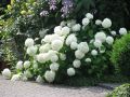 Hortensja ANNABELLE