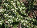 Irga Dammera CORAL BEAUTY