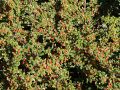 Irga Dammera CORAL BEAUTY