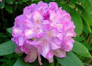 Róžanec ROSEUM ELEGANS