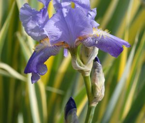 Iris VARIEGATA kosatec hladký