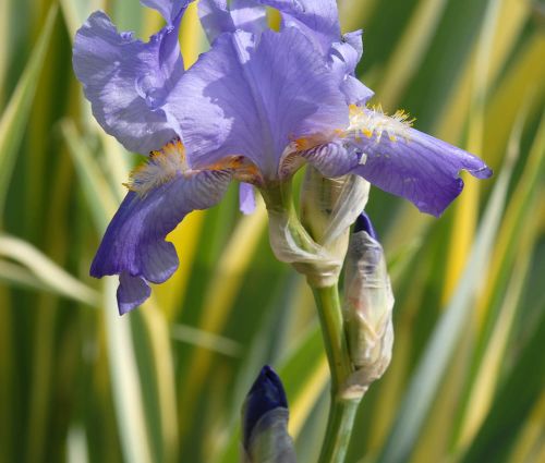 Iris VARIEGATA kosatec hladký