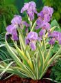 Iris laevigata VARIEGATA - kosaciec gładki