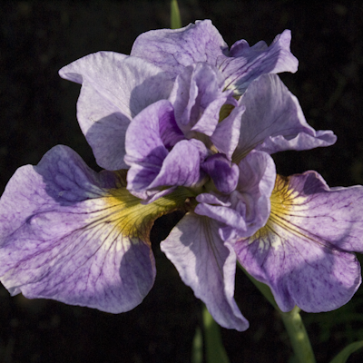 Kosatec sibírsky  RIKUGI SAKURA