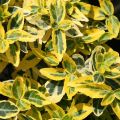 Trzmielina EMERALD GOLD