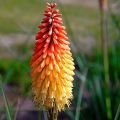 Trytoma ORANGE VANILLA POPSICLE