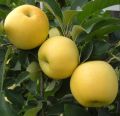 Jabłoń GOLDEN DELICIOUS