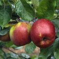 Jabłoń RED BOSKOOP