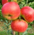 Jabłoń RUBINOLA
