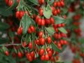 Jagoda Goji SWEET BERRY