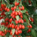 Jagoda Goji SWEET BERRY