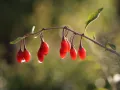 Jagoda Goji SWEET BERRY