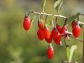 Jagoda Goji SWEET BERRY
