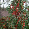 Jagoda Goji SWEET BERRY