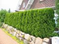 Thuja SZMARAGD