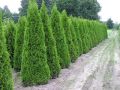Thuja SZMARAGD