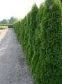 Thuja SZMARAGD