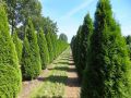 Thuja SZMARAGD