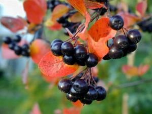 Aronia čierna - štepená na stonke