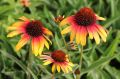 Jeżówka Echinacea PARROT