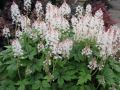 Tiarella CROW FEATHER